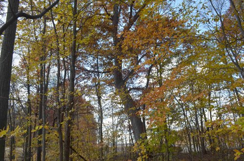 Property photo 42 - 75.3 Acres Offered in 2 Tracts